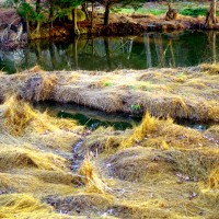Water Swept Grasses